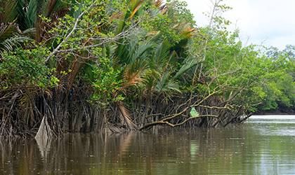 Kuching Wetlands, Santubong, Sarawak, Borneo