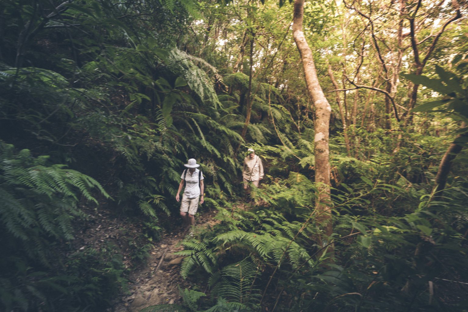 -66987488d9a0a--66987488d9a0bCE_0045_DK Iriomote Island, walk to Maryudo Falls (1).jpg