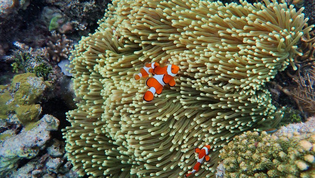 Spice Islands Clown Fish