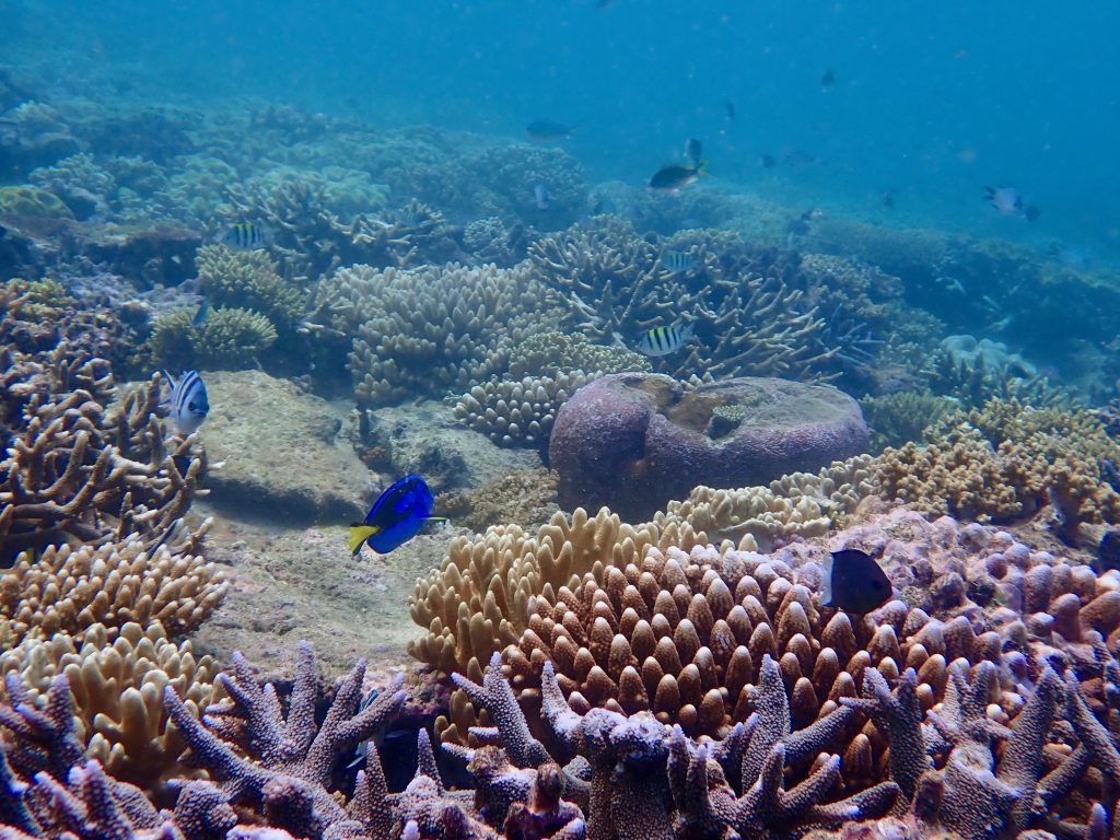 Day 8 Yamacutta Reef 26.03.24 DK27