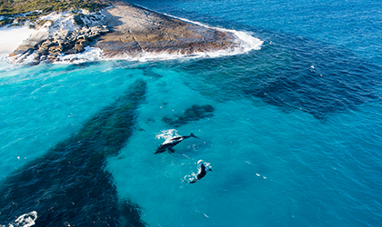 Whales swimming of WA coast